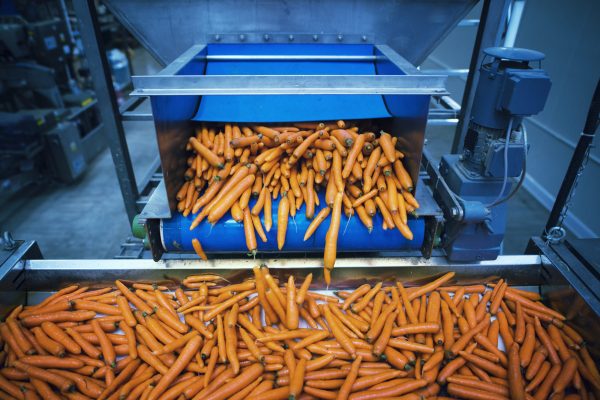 Carrots vegetables being washed and selected by industrial machine.